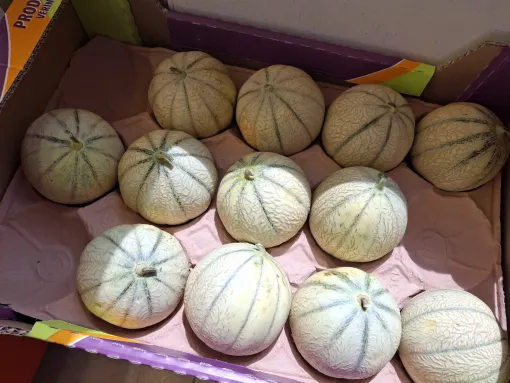 Les premiers melons disponibles à la boutique de la Ferme Le Clavel, Vallesvilles, Ferme Le Clavel
