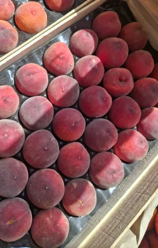 arrivée des premières pêches et nectarines de l'earl la plaine à Villematier en vente à la boutique, Vallesvilles, Ferme Le Clavel