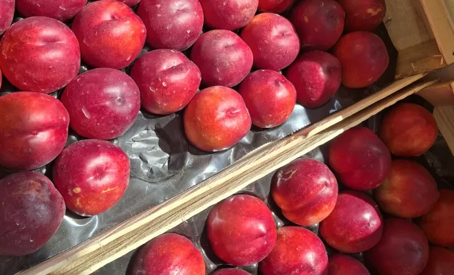 arrivée des premières pêches et nectarines de l'earl la plaine à Villematier en vente à la boutique, Vallesvilles, Ferme Le Clavel